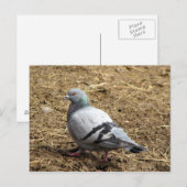 Grijze duif Briefkaart (Voorkant / Achterkant)