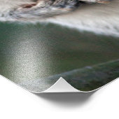 Grijze eekhoorn afdrukken foto afdruk (Hoek)