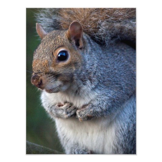 Grijze eekhoorn afdrukken foto afdruk (Voorkant)