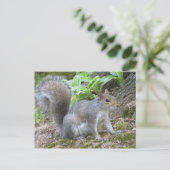 Grijze eekhoorn briefkaart (Staand voorkant)