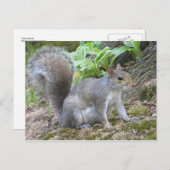 Grijze eekhoorn briefkaart (Voorkant / Achterkant)