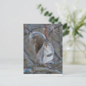 Grijze eekhoorn briefkaart (Staand voorkant)