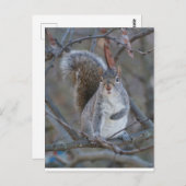 Grijze eekhoorn briefkaart (Voorkant / Achterkant)