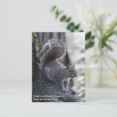 Grijze eekhoorn briefkaart (Staand voorkant)