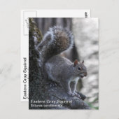 Grijze eekhoorn briefkaart (Voorkant / Achterkant)