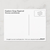 Grijze eekhoorn briefkaart (Achterkant)