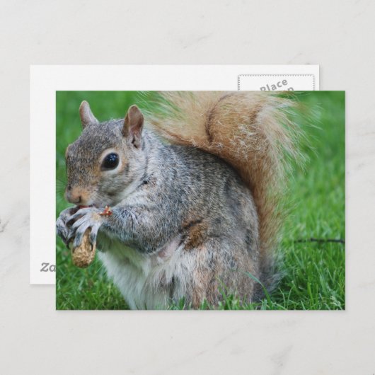 Grijze eekhoorn Briefkaart (Voorkant / Achterkant)