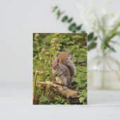 Grijze eekhoorn Briefkaart (Staand voorkant)