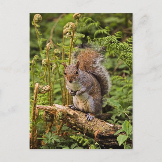 Grijze eekhoorn Briefkaart (Voorkant)