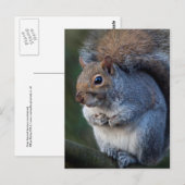 Grijze eekhoorn Briefkaart (Voorkant / Achterkant)