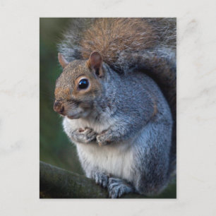 Grijze eekhoorn Briefkaart