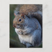 Grijze eekhoorn Briefkaart (Voorkant)