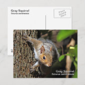 Grijze eekhoorn Briefkaart (Voorkant / Achterkant)