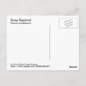 Grijze eekhoorn Briefkaart (Achterkant)
