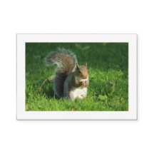 Grijze eekhoorn, Bute Park, Cardiff (Grenzen)