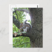 Grijze eekhoorn en moer briefkaart (Voorkant / Achterkant)