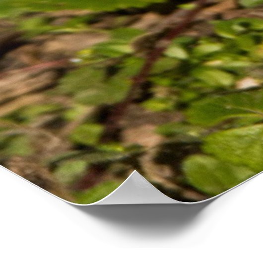 Grijze eekhoorn, eten, pinda's, kristal Springs 1 Poster (Hoek)