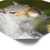 Grijze eekhoorn foto afdruk (Hoek)