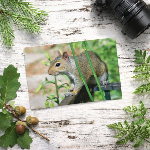 Grijze Eekhoorn Foto Ansichtkaart Briefkaart