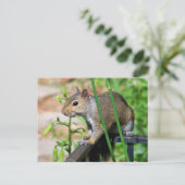 Grijze eekhoorn Fotografie Briefkaart (Staand voorkant)