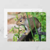Grijze eekhoorn Fotografie Briefkaart (Voorkant / Achterkant)