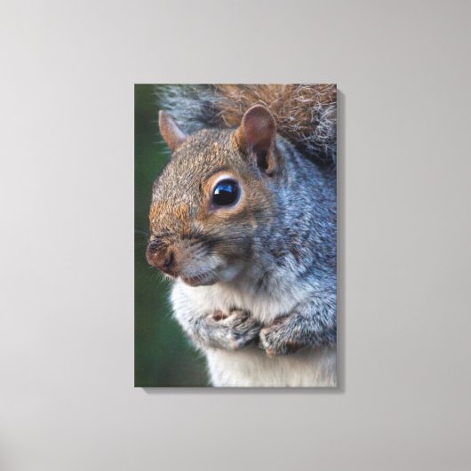 Grijze eekhoorn in canvas print (Voorkant)