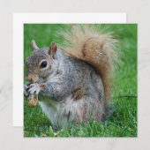 Grijze eekhoorn kaart (Voorkant / Achterkant)
