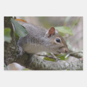 Grijze eekhoorn Let op Inpakpapier Vel (Voorkant 3)