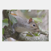 Grijze eekhoorn Let op Inpakpapier Vel (Voorkant 2)