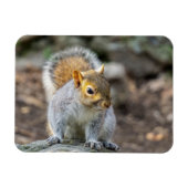 Grijze eekhoorn magneet (Horizontaal)