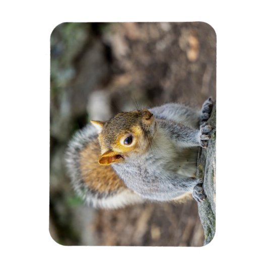 Grijze eekhoorn magneet (Verticaal)