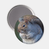 Grijze eekhoorn Magnet (Voorkant / Achterkant)