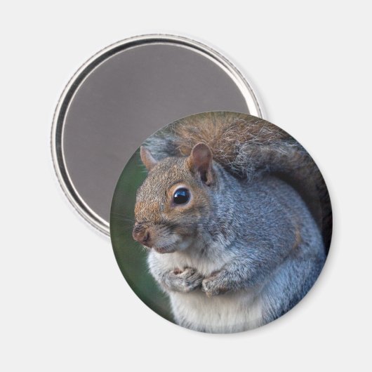Grijze eekhoorn Magnet (Voorkant / Achterkant)