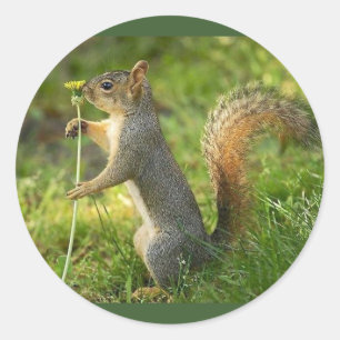 Grijze eekhoorn met een kleine dandelion ronde sticker
