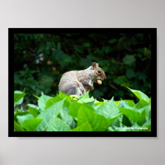 Grijze eekhoorn met noot poster (Voorkant)