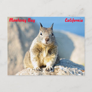 Grijze eekhoorn, Monterey Bay, Californië Briefkaart