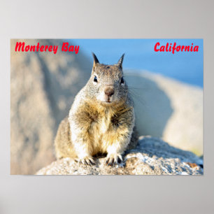 Grijze eekhoorn, Monterey Bay, Californië Poster