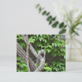 Grijze eekhoorn Natuur Briefkaart (Staand voorkant)