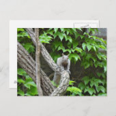 Grijze eekhoorn Natuur Briefkaart (Voorkant / Achterkant)