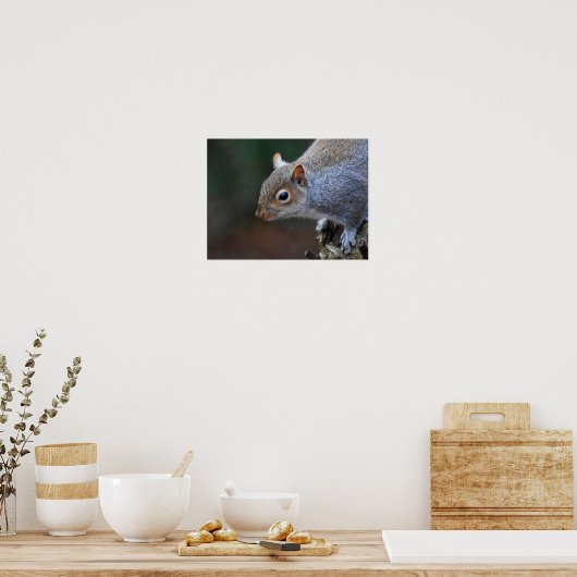 Grijze eekhoorn poster (Keuken)
