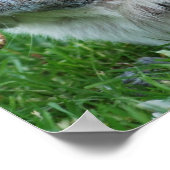 Grijze eekhoorn Poster (Hoek)