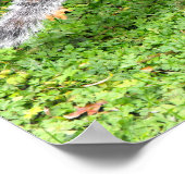 Grijze eekhoorn poster (Hoek)