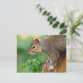 Grijze eekhoorn. Roath Park, Cardiff, Wales Briefk Briefkaart (Staand voorkant)
