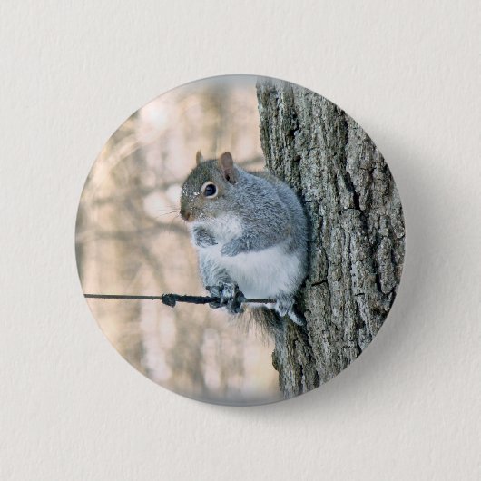 Grijze eekhoorn - Sciurus carolinensis Ronde Button 5,7 Cm (Voorkant)