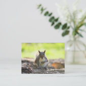 Grijze eekhoorn visitekaartje (Staand voorkant)