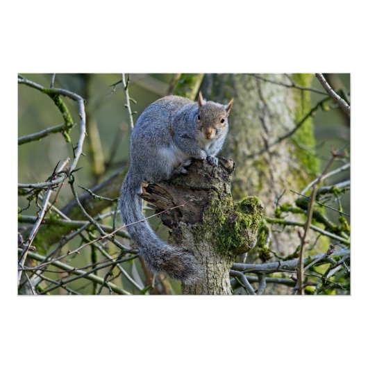 Grijze eekhoorn zit in een boom perfect poster (Voorkant)