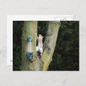 Grijze eekhoornkaart briefkaart (Voorkant / Achterkant)