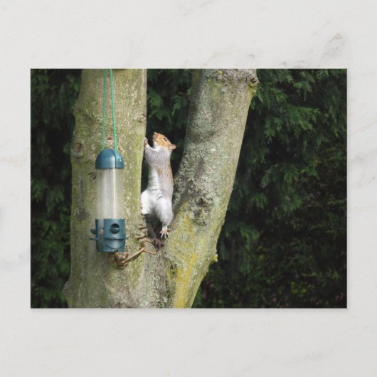 Grijze eekhoornkaart briefkaart (Voorkant)