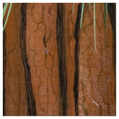 Grijze eekhoorns afspelen stof (Close Up)