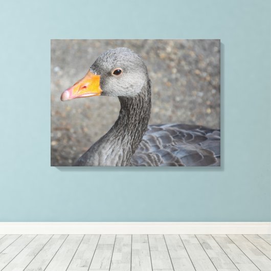 Grijze eend omhoog close canvas print (Insitu (Houten vloer))